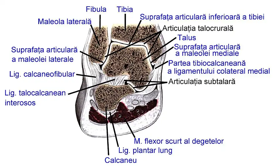 Articulația talocrurală și articulația subtalară; secțiune frontală (după Sobotta's Atlas and Text-book of Human Anatomy 1909)
