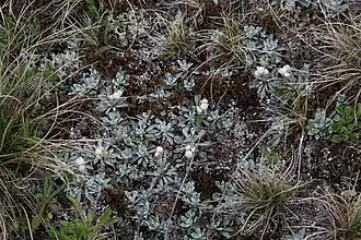Antennaria(Antennaria caucasica)