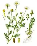 Anthemis cotula L.
