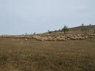 Comuna Apahida - tradiții în zootehnie