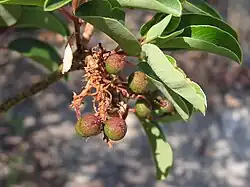 Arbore grecesc de căpșuni(Arbutus andrachne)