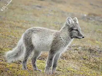 Vulpe polară(Alopex lagopus)