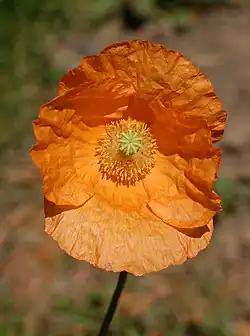 Mac armenesc(Papaver lateritium)