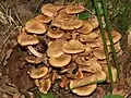 Armillaria tabescens