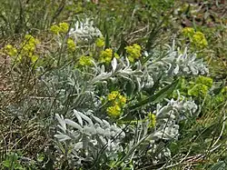Artemisia umbelliformis subsp. eriantha