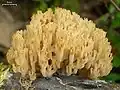 (Artomyces pyxidatus)