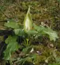 Arum maculatum (Rodu pământului)