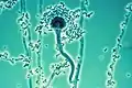 Conidiospori ai genului Aspergillus