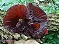 Auricularia auricula-judae