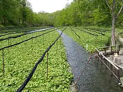 Locurile de cultivare pentru wasabi de la Azumino