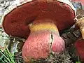 !Rubroboletus rhodoxanthus!