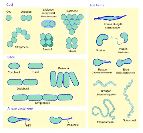diagramă a morfologiei bacteriene