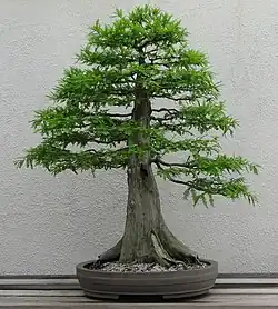 Fotografie de bonsai formal în stil vertical, în stil Bald cypress bonsai