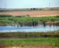 Un iaz din Balta Ialomiţei