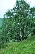 Mesteacăn argintiu(Betula pendula)
