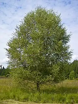 Mesteacăn alb(Betula litwinowii)