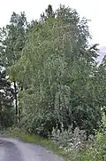 Mesteacăn Radde(Betula raddeana)