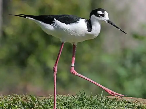 Himantopus mexicanus(Recurvirostridae)