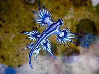 Dragonul albastru (Glaucus atlanticus)