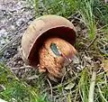 Boletus luridus