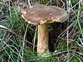 Boletus ferrugineus