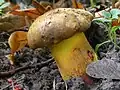 !Boletus pulverulentus!