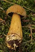 Suillus variegatus