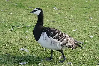Gâscă călugăriță(Branta leucopsis)