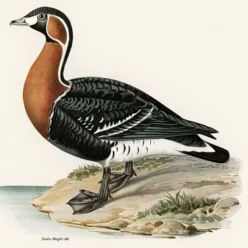 Gâsca cu gât roșu după Svenska fåglar