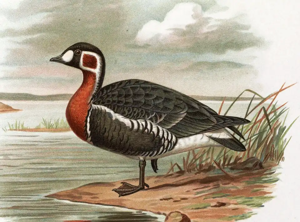 Gâsca cu gât roșu după Sergius Alphéraky