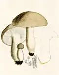 Bres.: Hygrophorus marzuolus