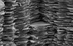 Imagine microscopică