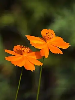 Cosmos sulphureus