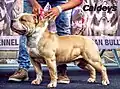American Bully
