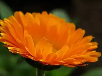 Calendula portocalie