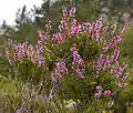 Iarba-neagră (Calluna vulgaris)