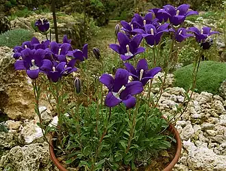Clopoțel(Campanula bessenginica)