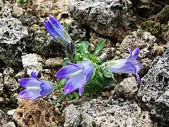 Clopoțel(Campanula tridens)