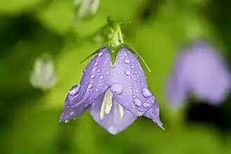 Clopoțel Karkonosze(Campanula bohemica)