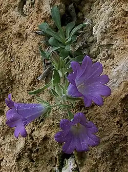 Campanula oreadum