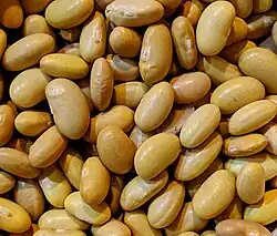 'Peruano', o fasole galbenă mexicană