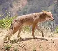 Coiot (Canis latrans)