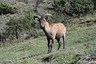 Capră de Daghestan(Capra cylindricornis)