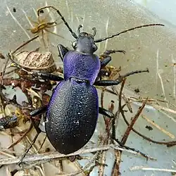 Carabus violet(Carabus problematicus)