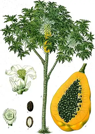 Carica papaya  L. (whole plant, fruits)