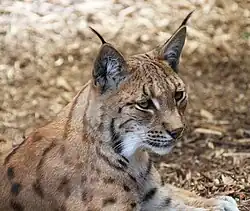 Râs carpatin(Lynx lynx carpathicus)