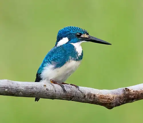 Alcedo coerulescens