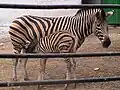 Zebra mamă și puiul.