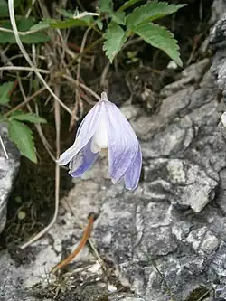 Curpen de munte(Clematis alpina)