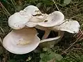!!Clitocybe phyllophila!!